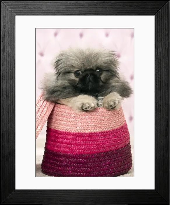 Framed Print : Picture No. 11092899 Framed Print : Picture No. 11092899