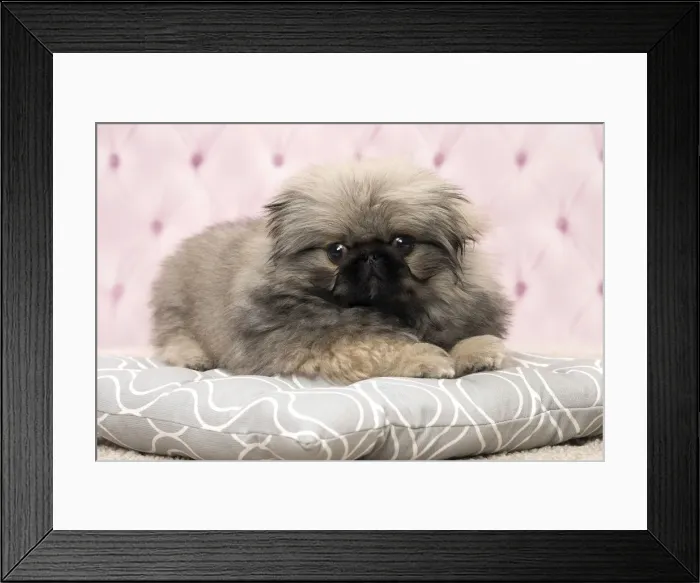 Framed Print : Picture No. 11092901 Framed Print : Picture No. 11092901