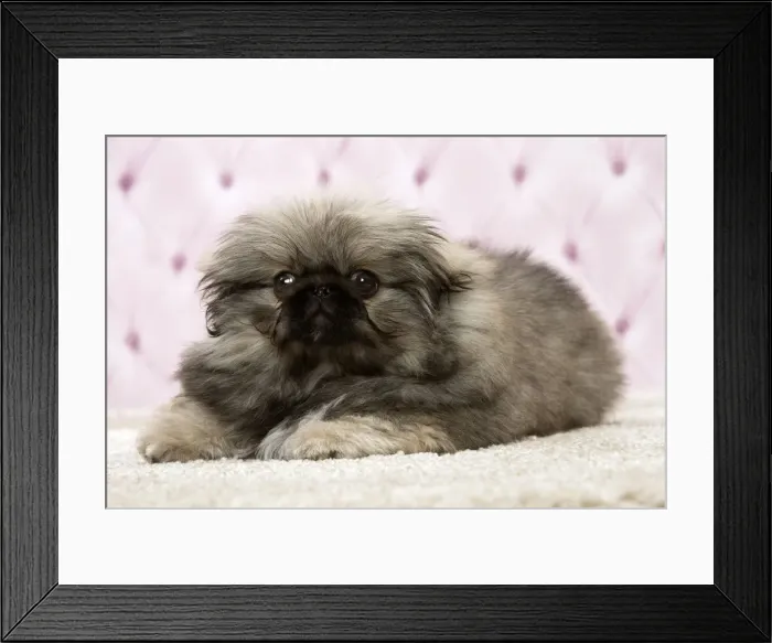 Framed Print : Picture No. 11092903 Framed Print : Picture No. 11092903