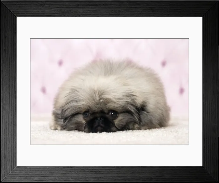 Framed Print : Picture No. 11092904 Framed Print : Picture No. 11092904