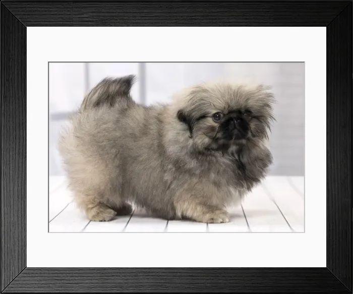 Framed Print : Picture No. 11092905 Framed Print : Picture No. 11092905