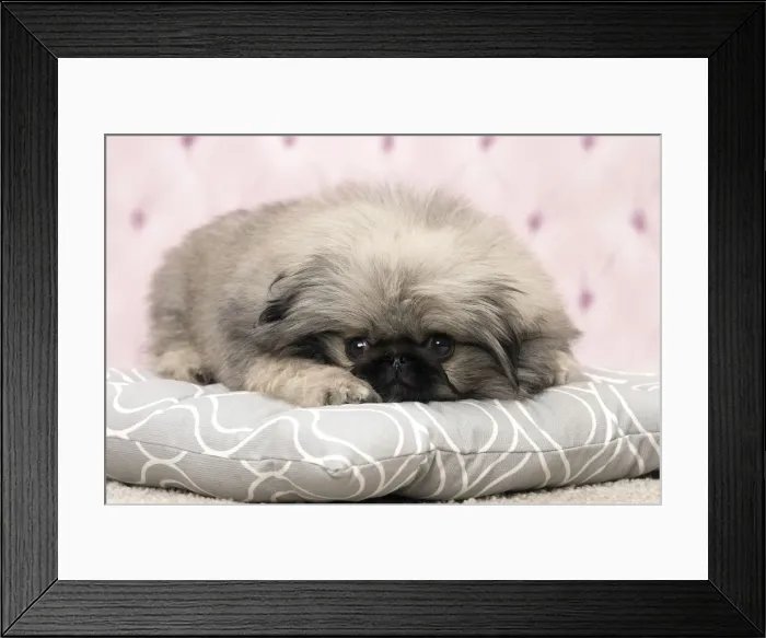 Framed Print : Picture No. 11092902 Framed Print : Picture No. 11092902