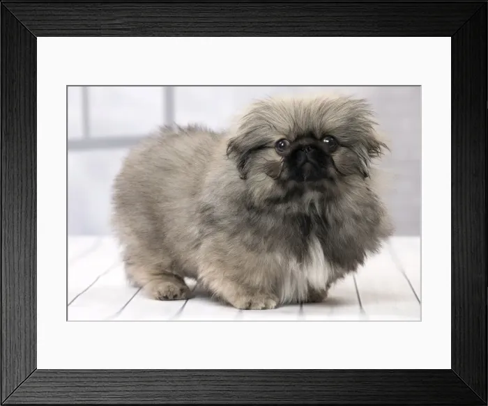 Framed Print : Picture No. 11092906 Framed Print : Picture No. 11092906