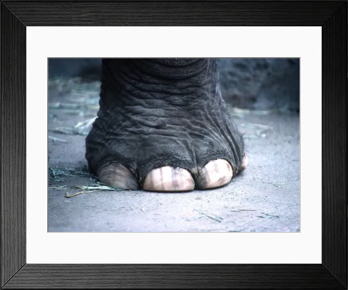 Framed Print : ASIAN / INDIAN ELEPHANT Framed Print : ASIAN / INDIAN ELEPHANT