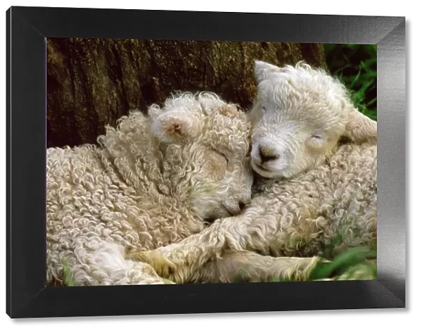 Tukidale Sheep - lambs, rasied for carpet wool