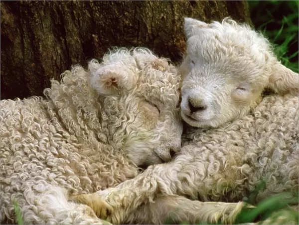 Tukidale Sheep - lambs, rasied for carpet wool