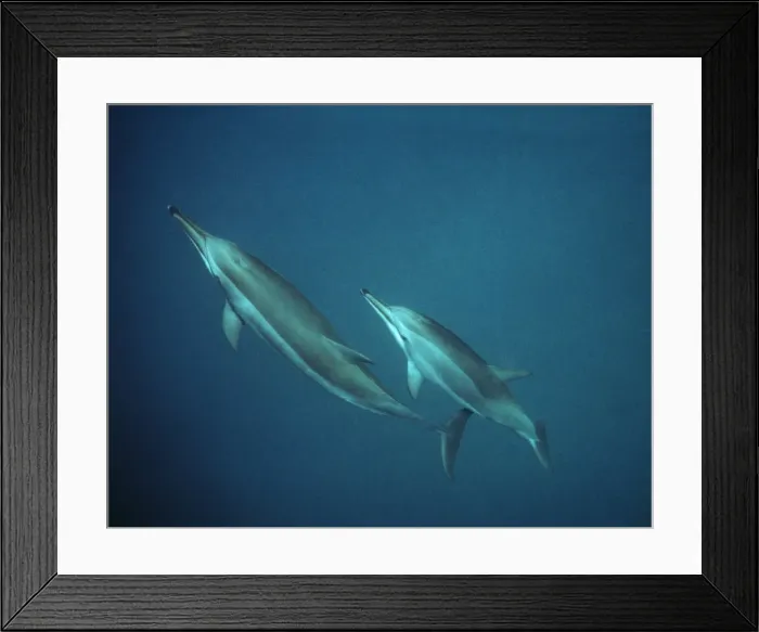 Framed Print : Spinner Dolphins - underwater Framed Print : Spinner Dolphins - underwater