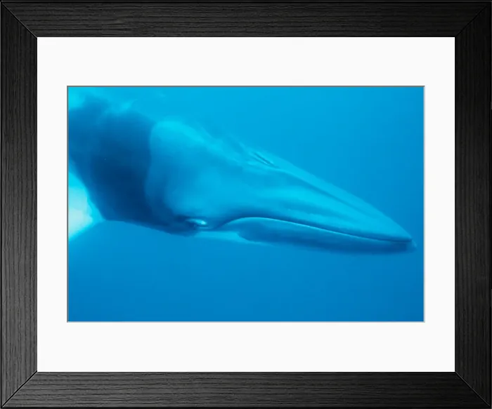 Framed Print : The dwarf minke whale (Balaenoptera acutorostrata), is a winter visitor to the Great Barrier Reef. These inquisitive whales often interact with divers or snorkellers for many hours, a behaviour that is unusual among whales Framed Print : The dwarf minke whale (Balaenoptera acutorostrata), is a winter visitor to the Great Barrier Reef. These inquisitive whales often interact with divers or snorkellers for many hours, a behaviour that is unusual among whales