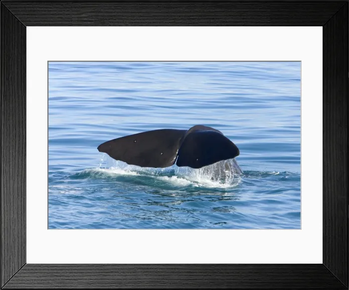Framed Print : Sperm whale. Off Kaikoura - South Island - New Zealand Framed Print : Sperm whale. Off Kaikoura - South Island - New Zealand