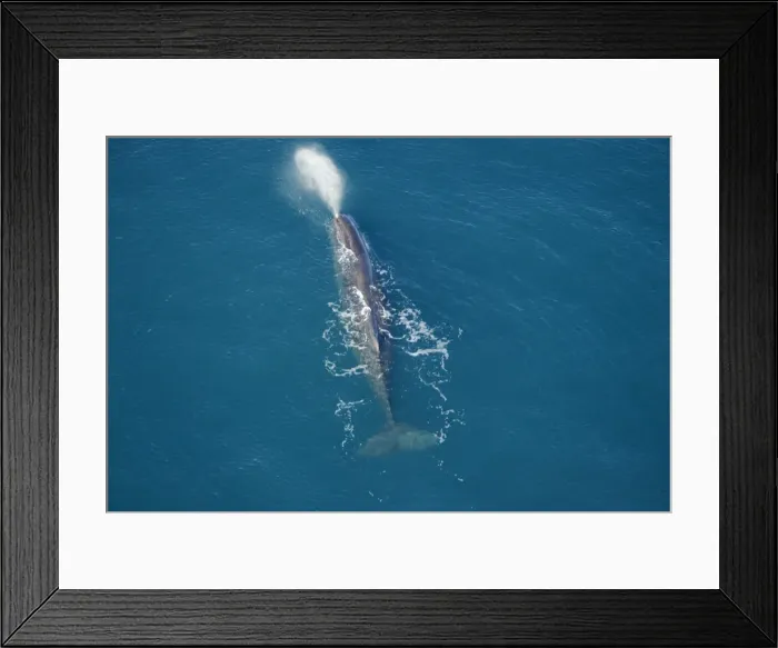 Framed Print : Sperm whale - aerial view of an adult male. Off Kaikoura - South Island - New Zealand