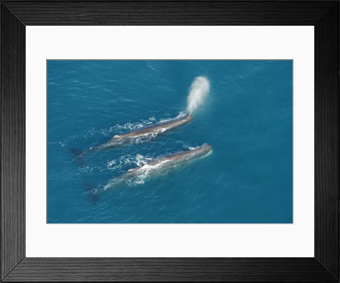 Framed Print : Sperm whale - aerial view of two adult males. Off Kaikoura - South Island - New Zealand Framed Print : Sperm whale - aerial view of two adult males. Off Kaikoura - South Island - New Zealand