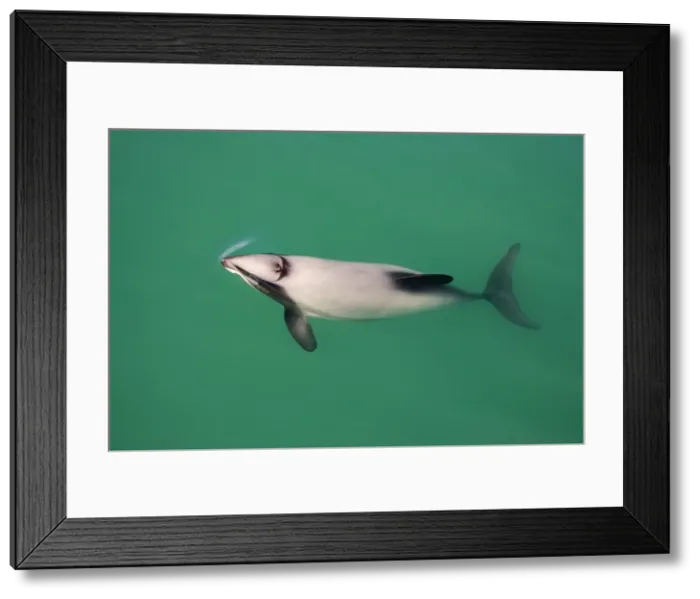 Framed Print : Hector's Dolphins - one of the smallest marine mammals - it is endangered due to fishing nets and boat propellors. Akaroa Harbour - South Island - New Zealand Framed Print : Hector's Dolphins - one of the smallest marine mammals - it is endangered due to fishing nets and boat propellors. Akaroa Harbour - South Island - New Zealand
