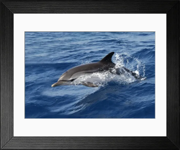 Framed Print : Striped Dolphin - swimming in the Strait of Gibraltar Framed Print : Striped Dolphin - swimming in the Strait of Gibraltar