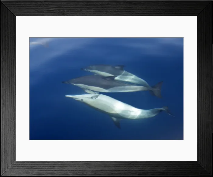 Framed Print : Common Dolphin - swimming underwater in the strait of Gibraltar. Spain Framed Print : Common Dolphin - swimming underwater in the strait of Gibraltar. Spain
