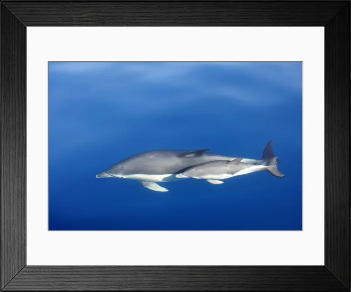 Framed Print : Common Dolphins - adult & young swimming in the strait of Gibraltar. Spain Framed Print : Common Dolphins - adult & young swimming in the strait of Gibraltar. Spain