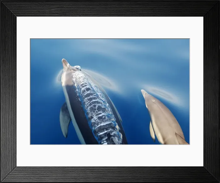 Framed Print : Common Dolphins - adult & young swimming in the strait of Gibraltar. Spain Framed Print : Common Dolphins - adult & young swimming in the strait of Gibraltar. Spain