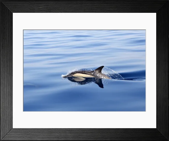 Framed Print : Common Dolphin - swimming in the strait of Gibraltar. Spain Framed Print : Common Dolphin - swimming in the strait of Gibraltar. Spain