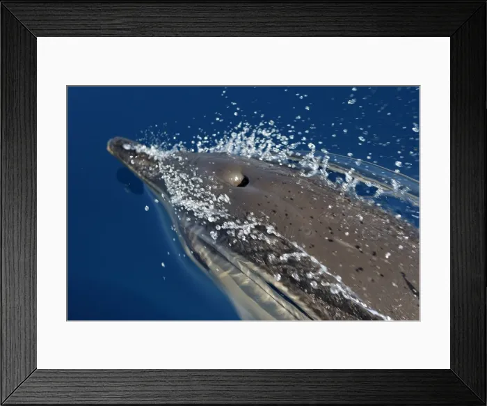 Framed Print : Common Dolphin - swimming in the strait of Gibraltar. Spain Framed Print : Common Dolphin - swimming in the strait of Gibraltar. Spain