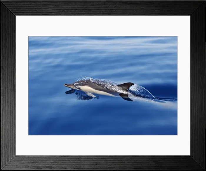 Framed Print : Common Dolphin - swimming in the strait of Gibraltar. Spain Framed Print : Common Dolphin - swimming in the strait of Gibraltar. Spain