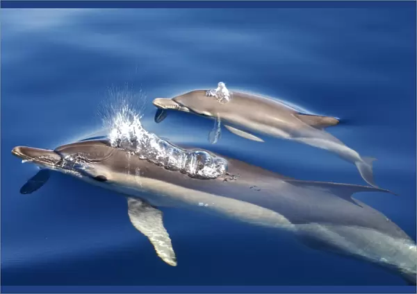Common Dolphins - adults & young swimming in the strait of Gibraltar. Spain