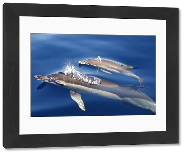 Common Dolphins - adults & young swimming in the strait of Gibraltar. Spain
