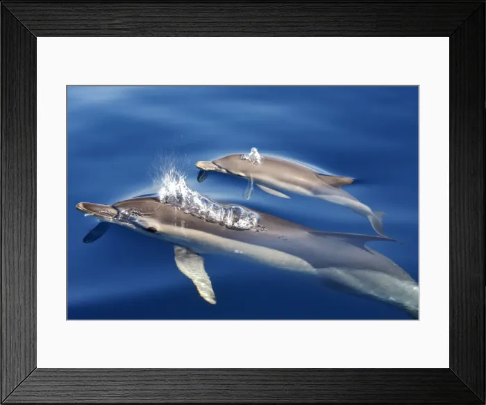 Framed Print : Common Dolphins - adults & young swimming in the strait of Gibraltar. Spain Framed Print : Common Dolphins - adults & young swimming in the strait of Gibraltar. Spain