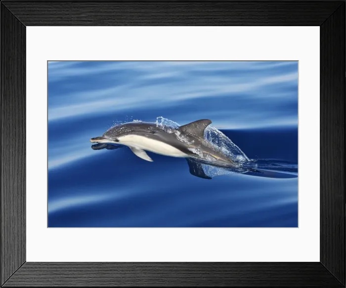 Framed Print : Common Dolphin - swimming in the strait of Gibraltar. Spain Framed Print : Common Dolphin - swimming in the strait of Gibraltar. Spain