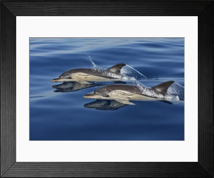Framed Print : Common Dolphins - swimming in the strait of Gibraltar. Spain Framed Print : Common Dolphins - swimming in the strait of Gibraltar. Spain