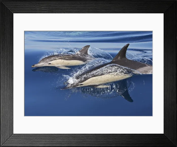 Framed Print : Common Dolphin - two swimming in the strait of Gibraltar. Spain Framed Print : Common Dolphin - two swimming in the strait of Gibraltar. Spain