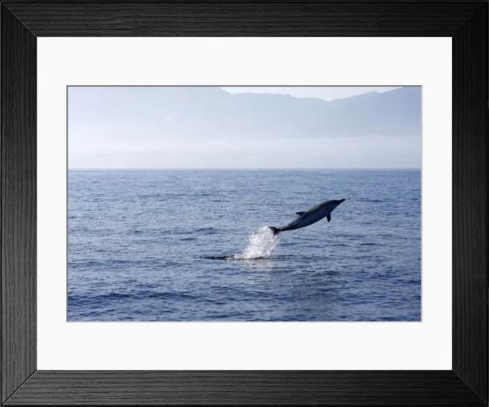Framed Print : Common Dolphin - leaping out of water in the strait of Gibraltar. Spain Framed Print : Common Dolphin - leaping out of water in the strait of Gibraltar. Spain