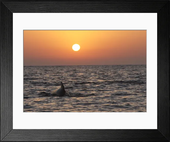 Framed Print : Pilot Whale - at sunset. The strait of Gibraltar Framed Print : Pilot Whale - at sunset. The strait of Gibraltar