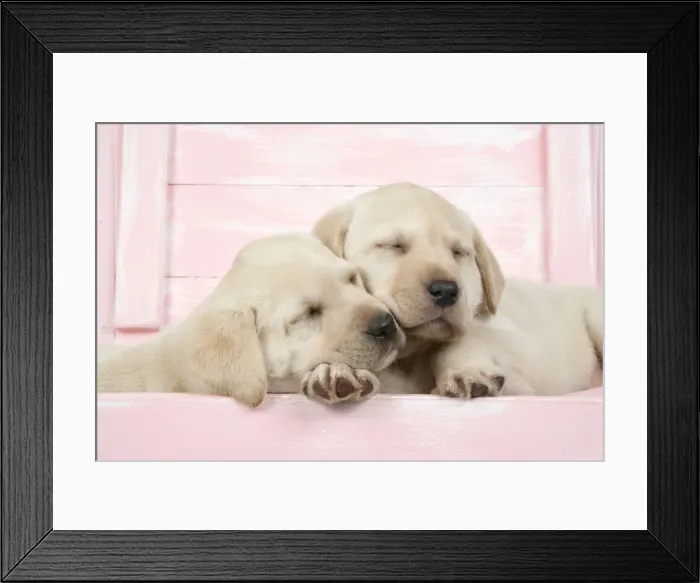 Framed Print : DOG. Labrador retriever puppies asleep in a wooden box Framed Print : DOG. Labrador retriever puppies asleep in a wooden box