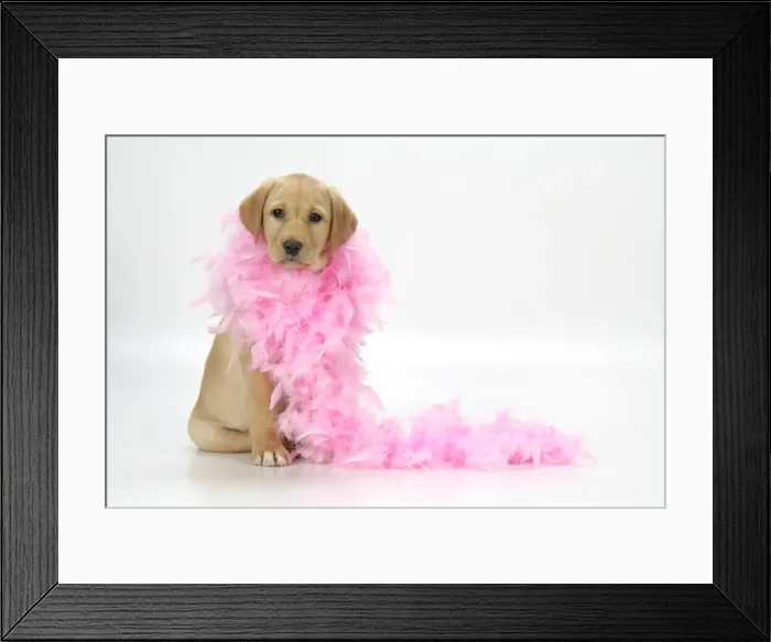 Framed Print : DOG. Labrador Retriever puppy (9 wks old) with pink feather boa Framed Print : DOG. Labrador Retriever puppy (9 wks old) with pink feather boa