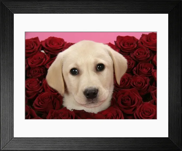 Framed Print : DOG. Labrador Retriever puppy ( 9 wks old ) with roses Framed Print : DOG. Labrador Retriever puppy ( 9 wks old ) with roses