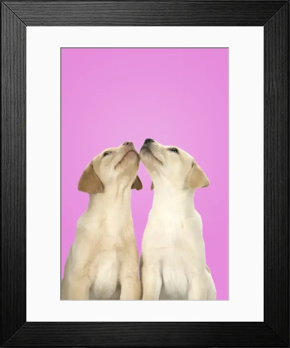Framed Print : DOG. Labrador Retriever - 9 wk old puppies looking up Framed Print : DOG. Labrador Retriever - 9 wk old puppies looking up