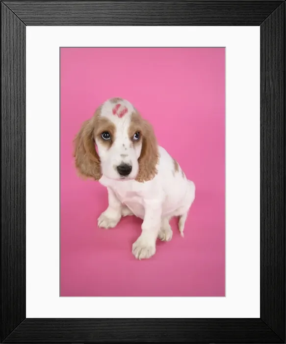 Framed Print : DOG. Cocker Spaniel puppy with kiss on head Framed Print : DOG. Cocker Spaniel puppy with kiss on head