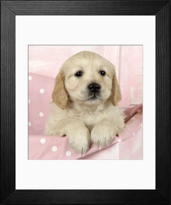 Framed Print : Dog. Golden Retriever puppy (6 weeks) sitting in pink box Framed Print : Dog. Golden Retriever puppy (6 weeks) sitting in pink box