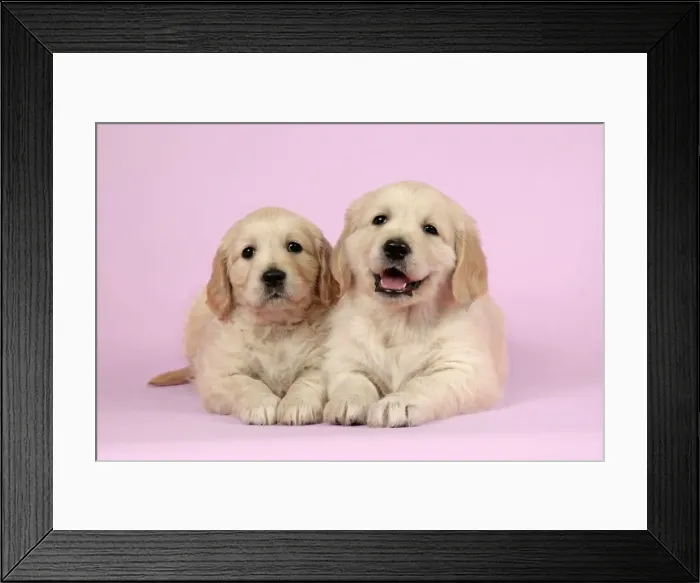 Framed Print : Dog. Golden Retriever puppies (6 weeks) lying down together Framed Print : Dog. Golden Retriever puppies (6 weeks) lying down together