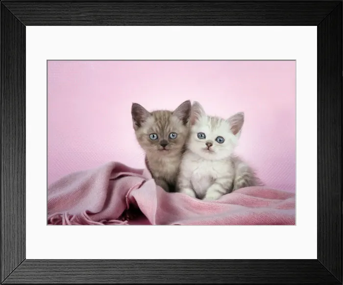 Framed Print : Cat. Asian. Brown classic tabby smoke kitten (8 weeks) and Chocolate classic tabby kitten (8 weeks) in pink scarf Digital Manipulation Framed Print : Cat. Asian. Brown classic tabby smoke kitten (8 weeks) and Chocolate classic tabby kitten (8 weeks) in pink scarf Digital Manipulation