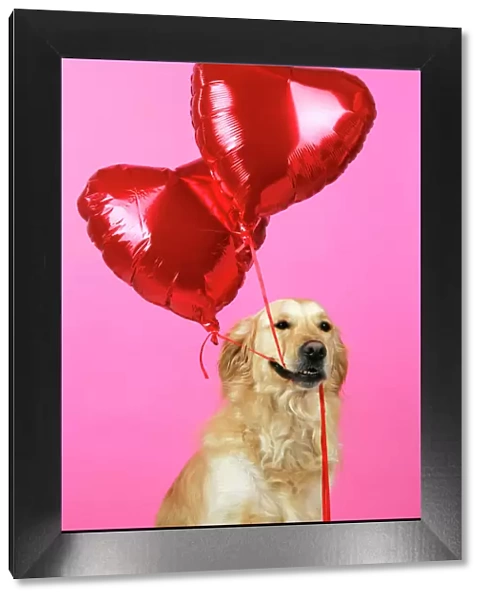 Golden Retriever Dog - holding heart shaped balloons