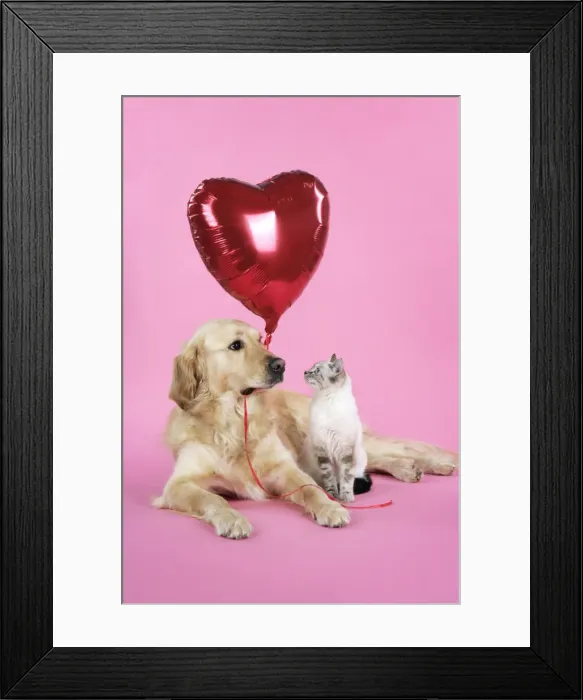 Framed Print : Dog and Cat - Golden Retriever and cat with heart balloon