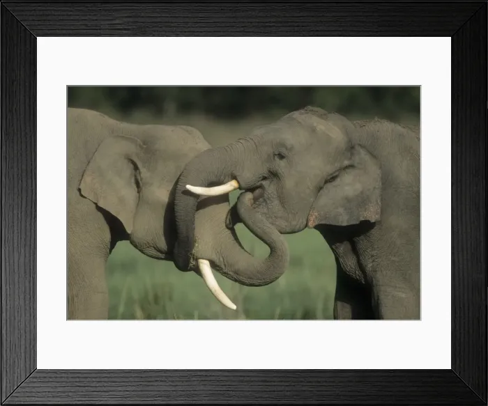 Framed Print : JR-292 Young walking by adult Corbett National Park, India Jagdeep Rajput Elephas maximus © Jagdeep Rajput / ardea. com Framed Print : JR-292 Young walking by adult Corbett National Park, India Jagdeep Rajput Elephas maximus © Jagdeep Rajput / ardea. com