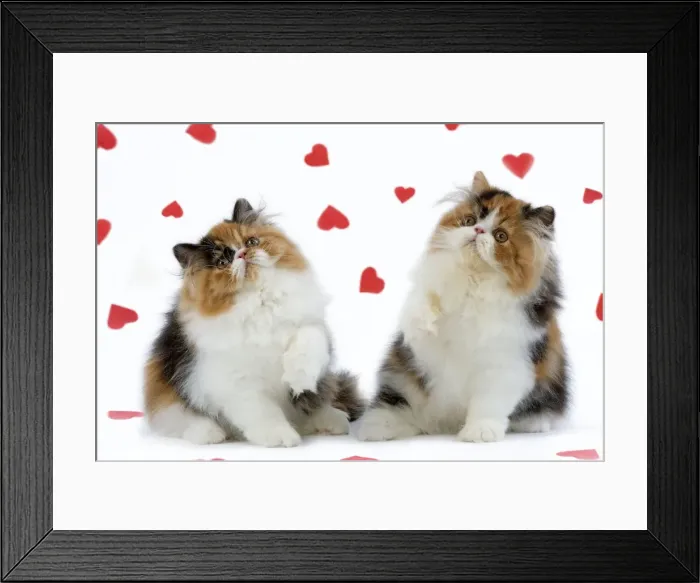 Framed Print : Cat - Tortoiseshell and White Persian kittens with red hearts Framed Print : Cat - Tortoiseshell and White Persian kittens with red hearts