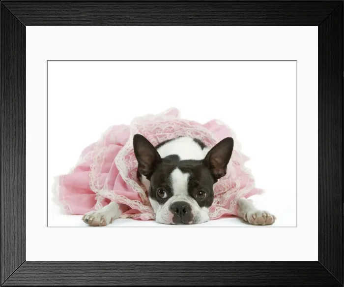 Framed Print : Dog - Boston Terrier wearing pink dress Framed Print : Dog - Boston Terrier wearing pink dress