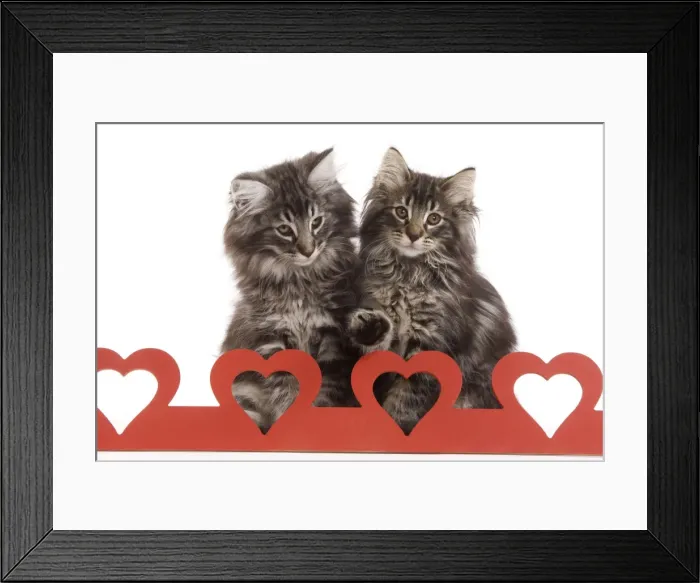 Framed Print : Cat - Norwegian forest kitten sitting behind cut out hearts Framed Print : Cat - Norwegian forest kitten sitting behind cut out hearts