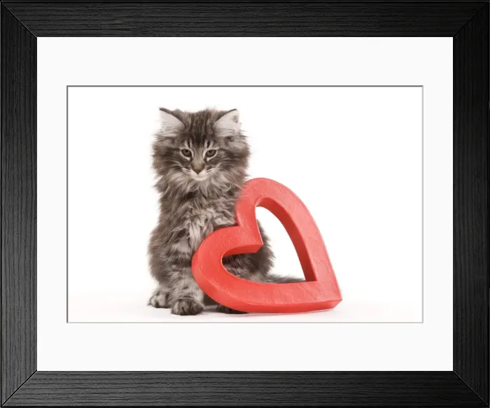 Framed Print : Cat - Norwegian forest kitten sitting beside red cut-out heart Framed Print : Cat - Norwegian forest kitten sitting beside red cut-out heart