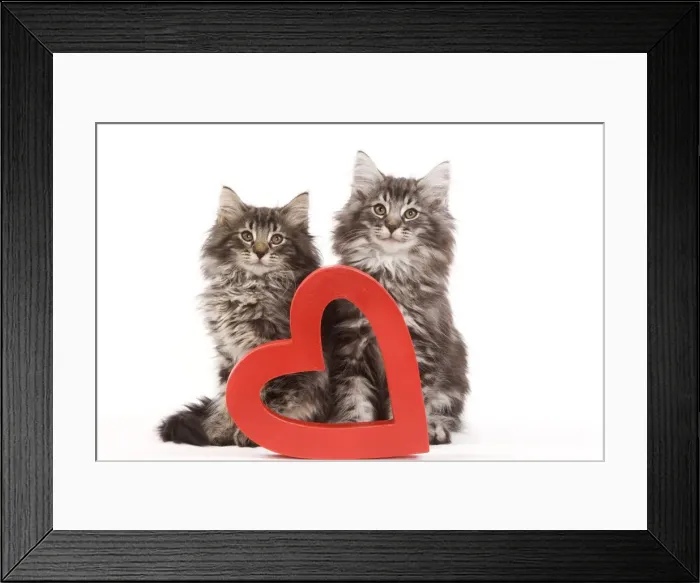 Framed Print : Cat - Norwegian forest kittens sitting beside red cut-out heart Framed Print : Cat - Norwegian forest kittens sitting beside red cut-out heart