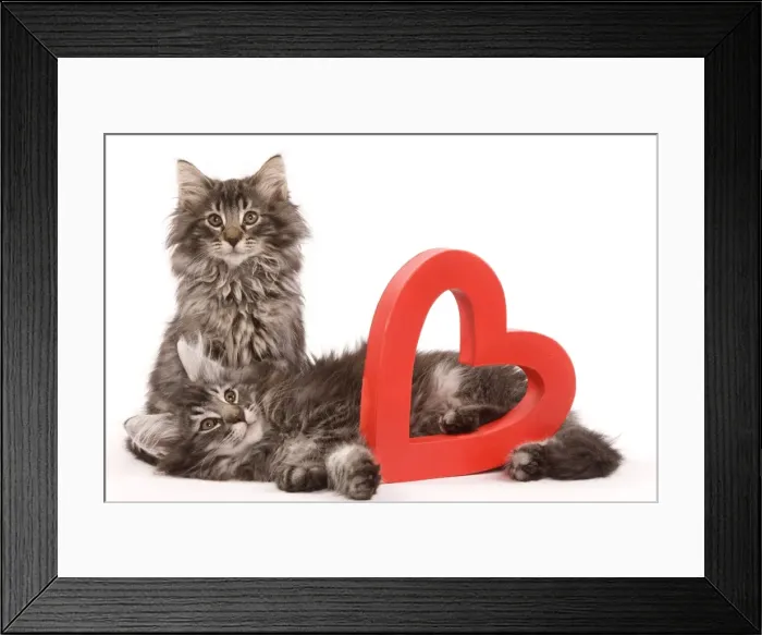 Framed Print : Cat - two Norwegian forest kittens lying next to red cut-out heart Framed Print : Cat - two Norwegian forest kittens lying next to red cut-out heart