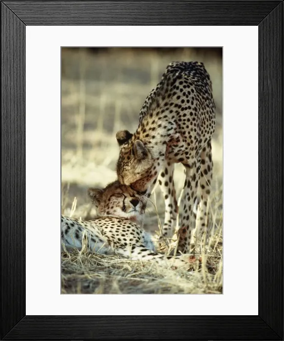 Framed Print : TD-738 CHEETAH - Female nuzzles cub Kalahari Gemsbok NP South Africa Acinoinyx jubatus Thomas Dressler PLEASE READ OUR LICENCE TERMS Framed Print : TD-738 CHEETAH - Female nuzzles cub Kalahari Gemsbok NP South Africa Acinoinyx jubatus Thomas Dressler PLEASE READ OUR LICENCE TERMS