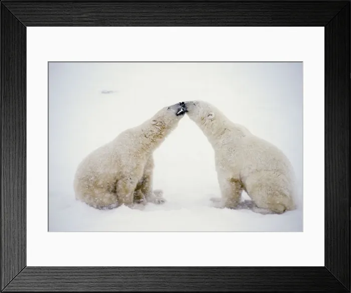 Framed Print : Polar Bears MA1574 Framed Print : Polar Bears MA1574